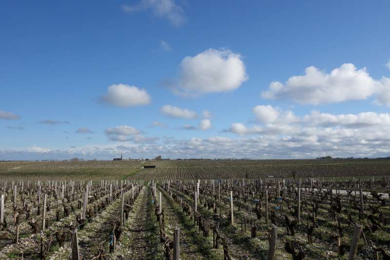 The vineyards at Chateau Latour