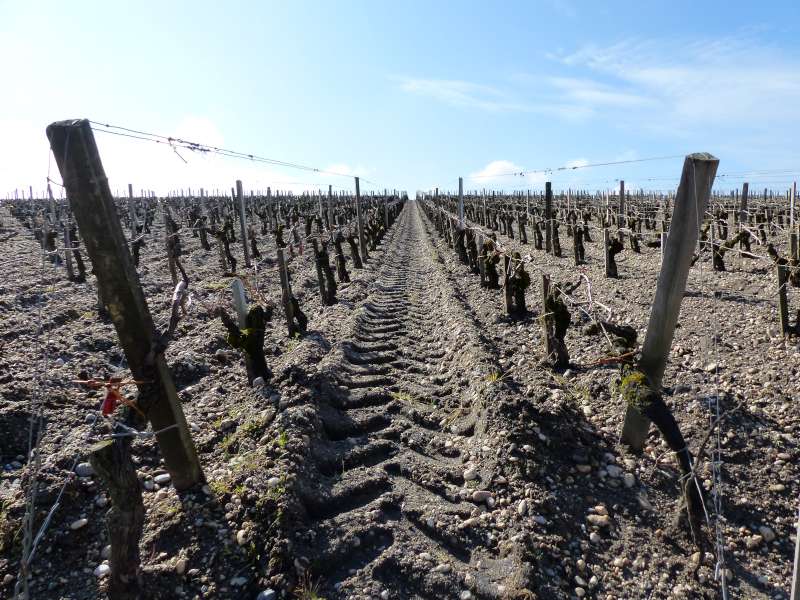 Vines at Château Lafite.