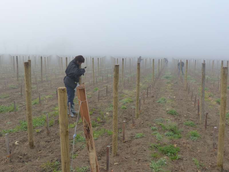 Fog in the vines at Château Pavie.