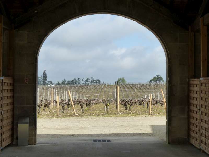 Vines at Château Figeac.