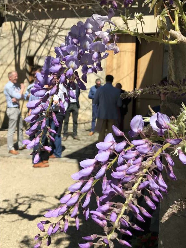Wisteria at Vieux Chateau Certan