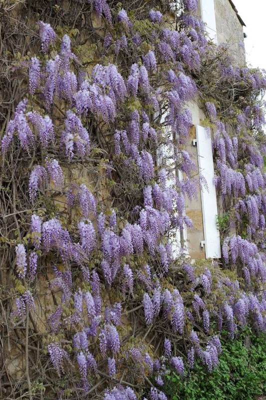 Wonderful wisteria at Château Ausone