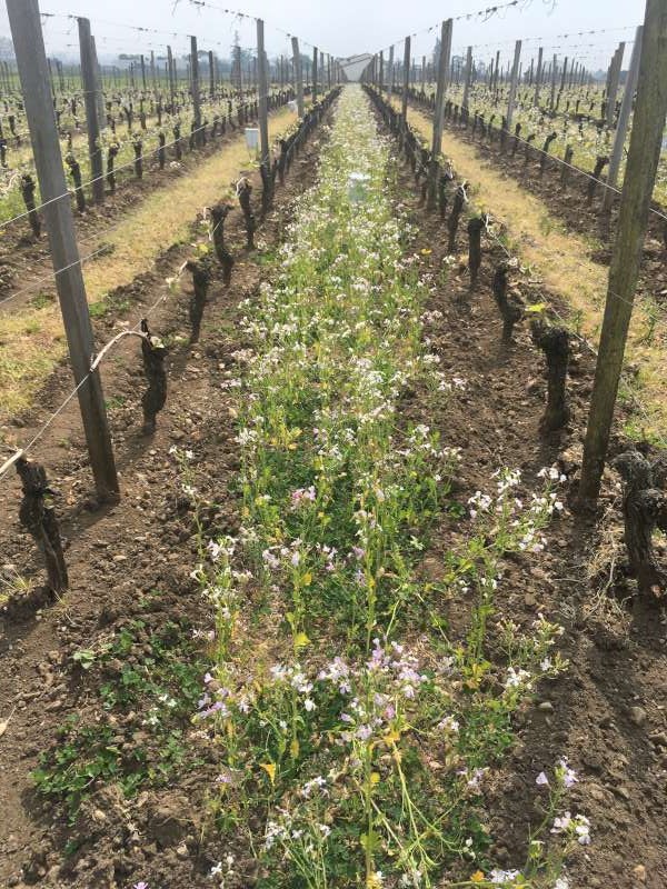 Vines on the right bank