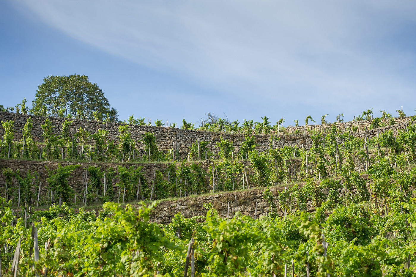Grillet has 76 terraces in its vineyard