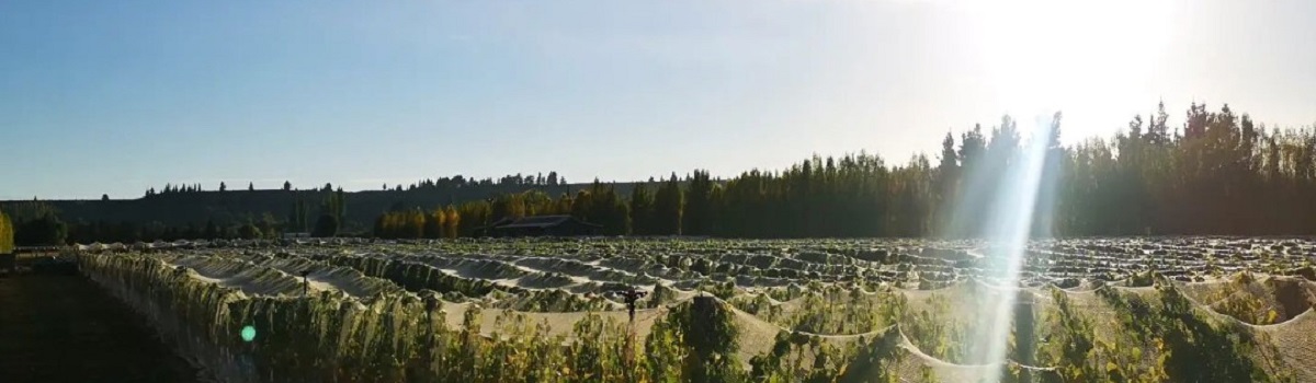 The Tuturi vineyard in Alexandra. Central Otago (and the world's) southern-most vineyard region.